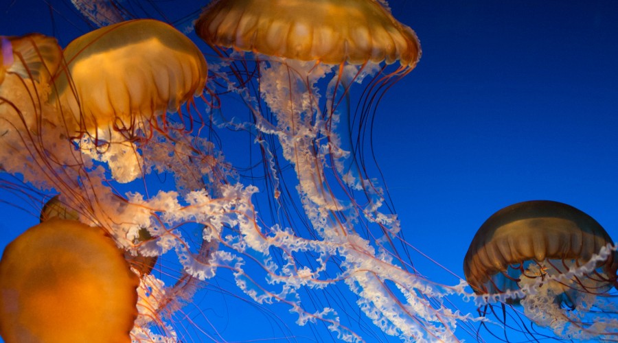 monterey bay aquarium passes